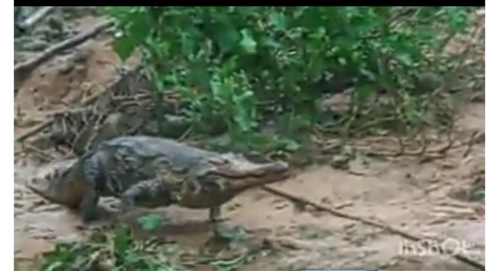 Vidéo : Des crocodiles envahissent un village ghanéen et traumatisent la population